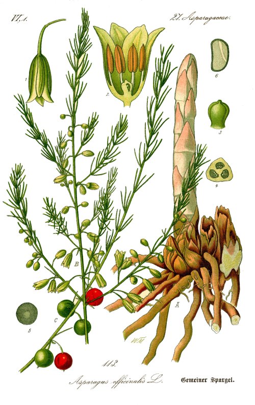 https://en.wikipedia.org/wiki/Asparagus